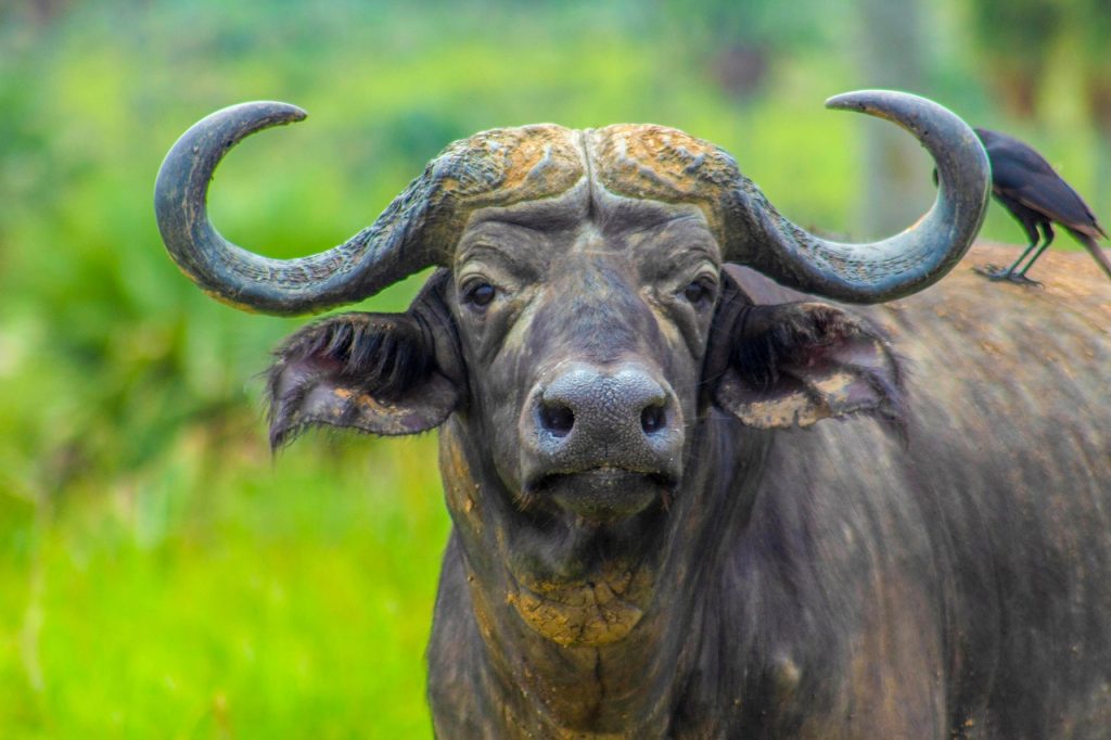 Mozzarelle di bufala di Amaseno- bufala in foto