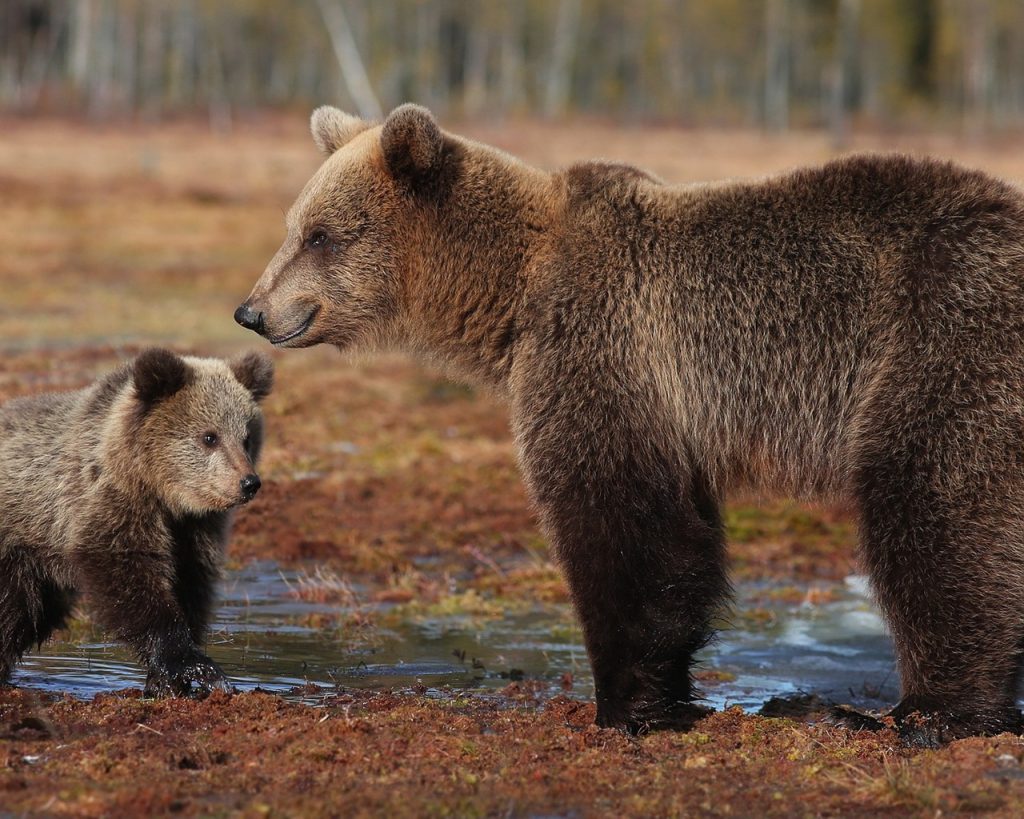 Amarena Mamma Orsa E Piccolo di orso