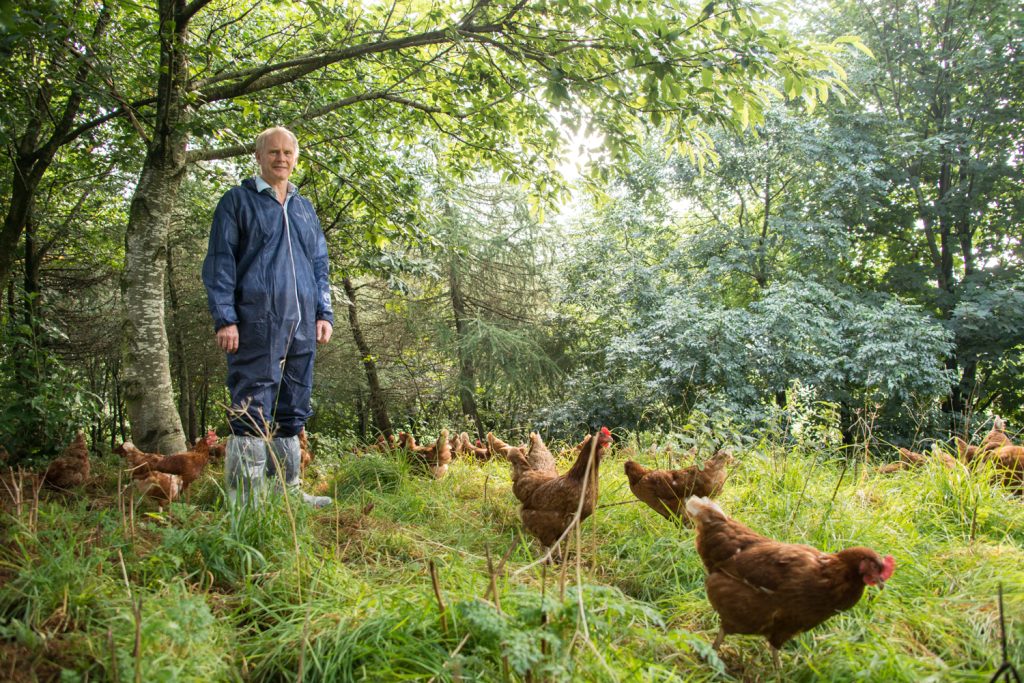 Agroecologia in Ciociaria - Galline in campagna