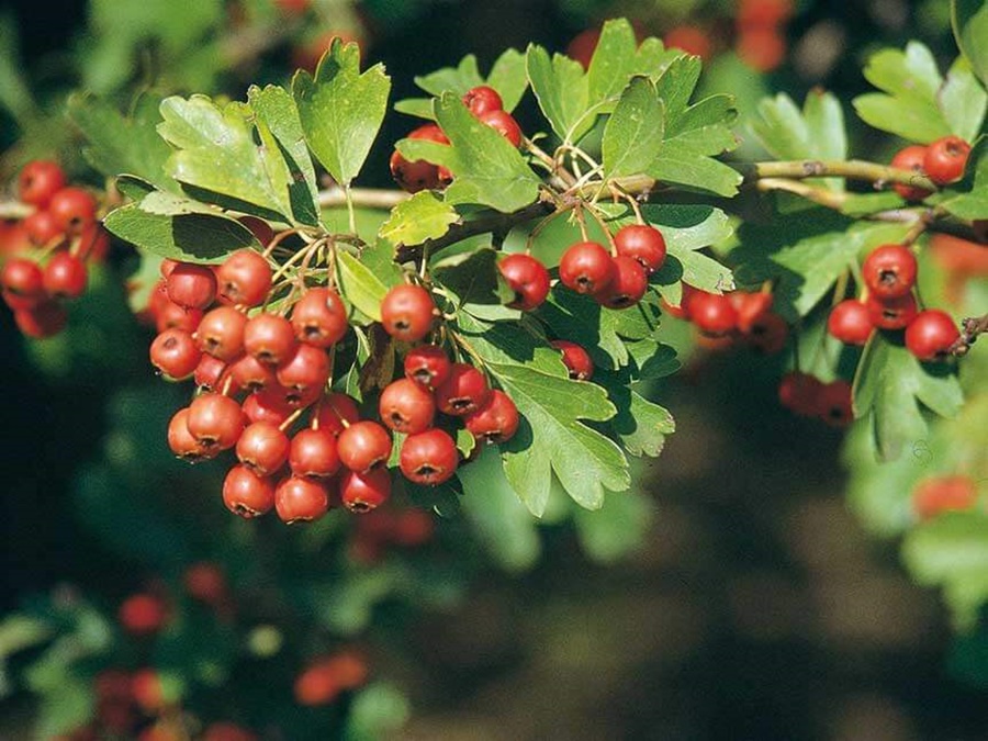 Azzeruolo - Crataegus in foto grappoli