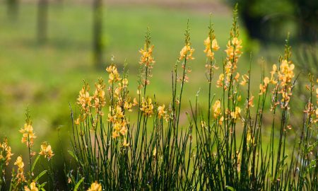 Ginestra - fiori in campo