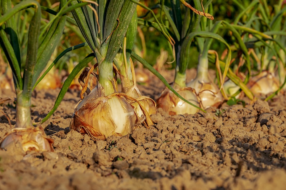 una piantagione di cipolle alimento tipico della dieta mediterranea