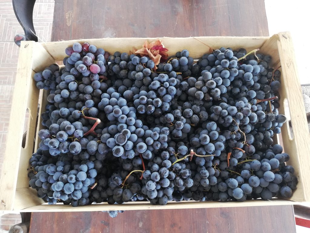 Uva Fresca per la marmellata