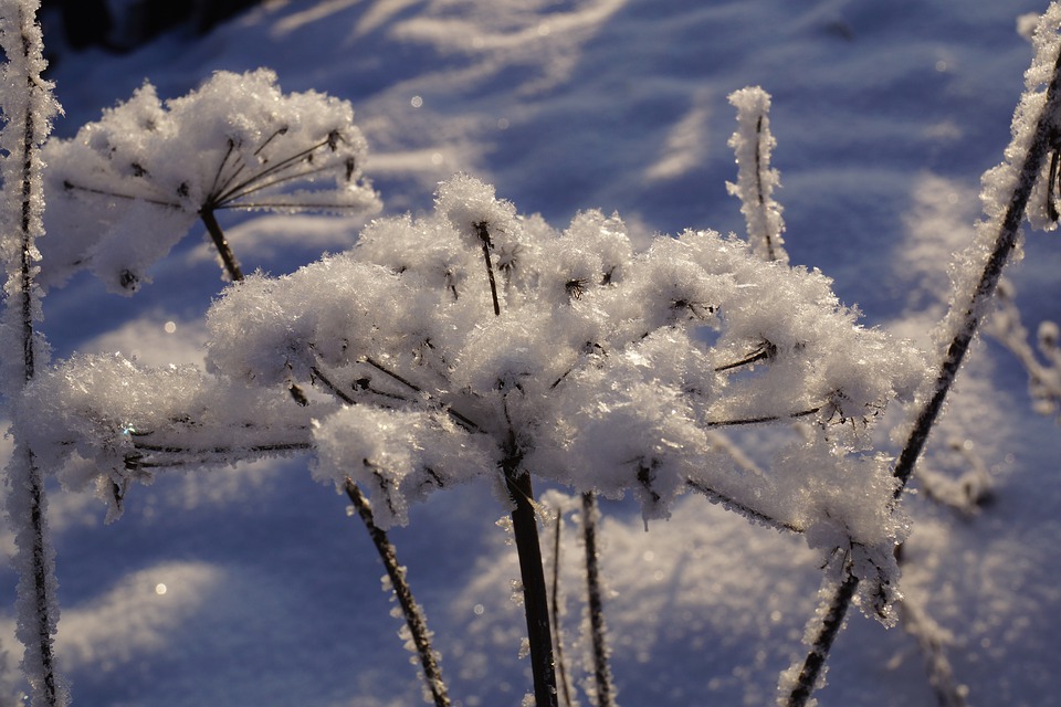 merla e candelora rami di neve