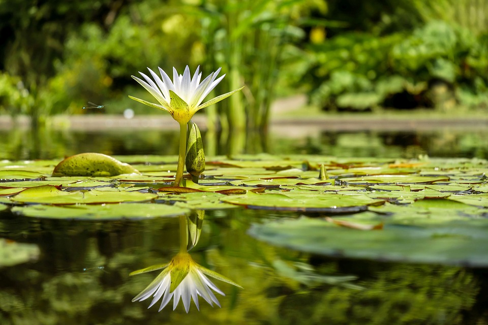 il lago di Fogliano - oasi naturalistica