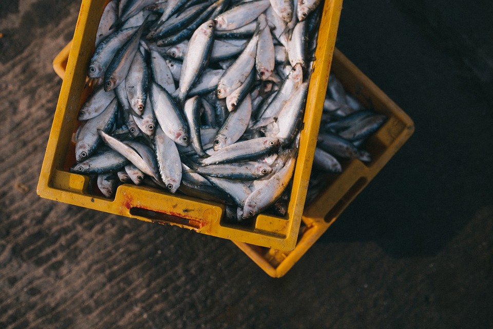 Ponza - due cassette gialle con tanti pesci appena pescati