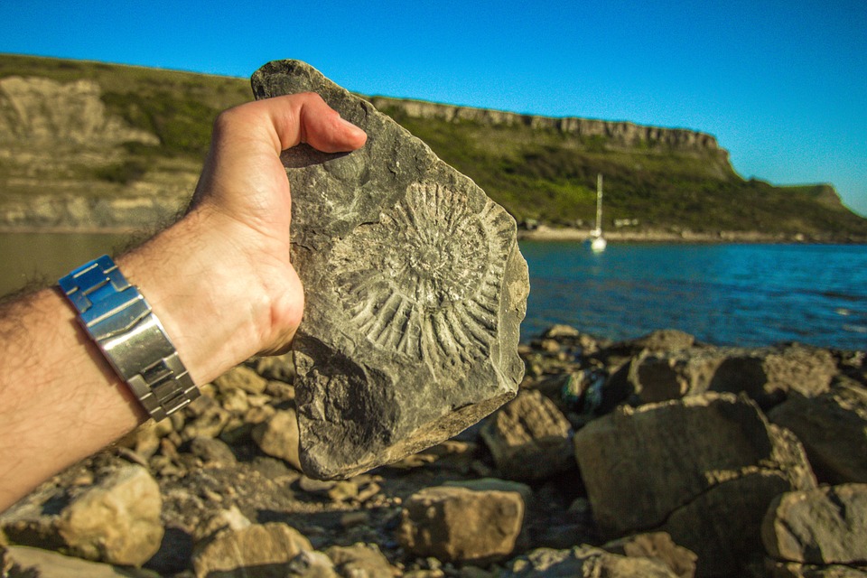 Antiquarium Comunale - Fossile Rinvenuto su pietra
