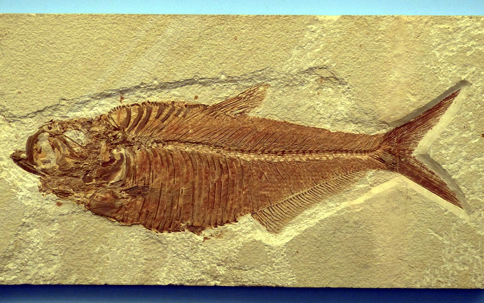 Antiquarium Comunale - Pesce Fossile di Pesce