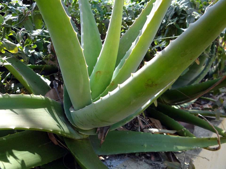 Gel igienizzante facile - Aloe Vera in pianta