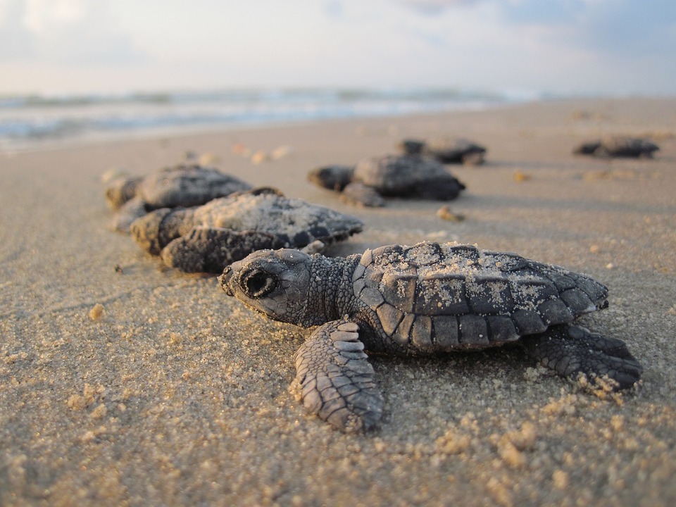 schiusa uova di tartaruga - Cuccioli di tartaruga