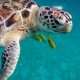 schiusa uova di tartaruga - Tartaruga E Pesciolini in mare