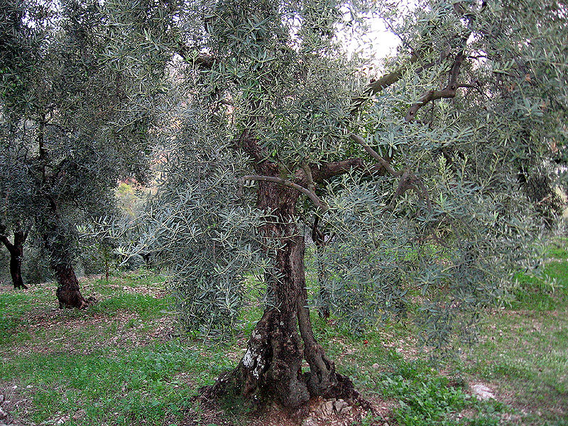 L’oliva Itrana - Olivo Di Itri molto vecchio