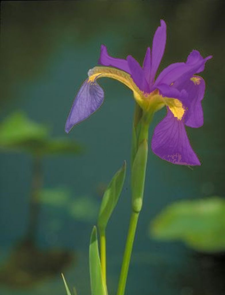 zone acquatiche - Fiore con giallo