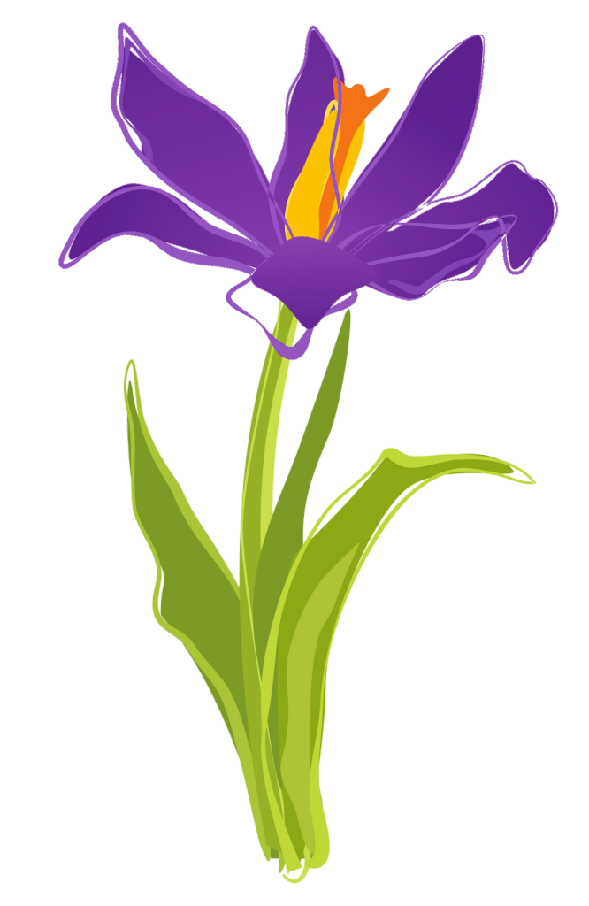 Iris setina - Fiore Aperto stilizzato