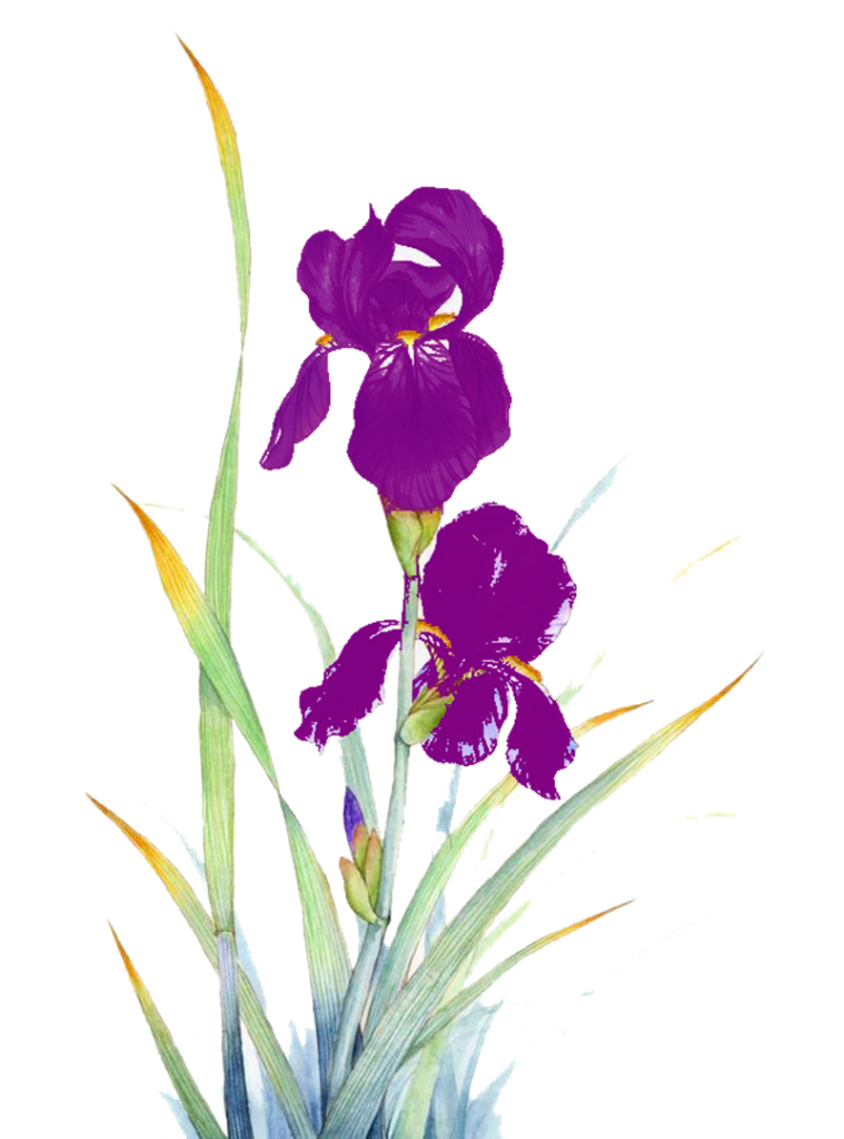 Iris setina - due iris stilizzati