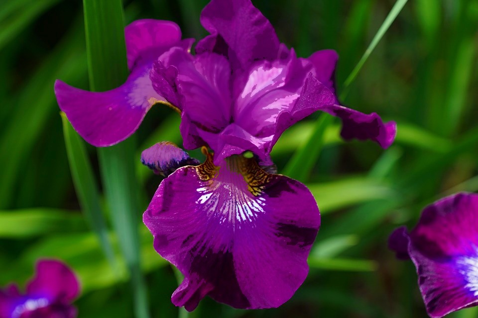Iris setina - Iris Setino nella piena infiorescenza