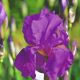 Iris setina - Un Iris Viola aperto