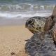 Estate “plastic free” - tartaruga che va verso il mare