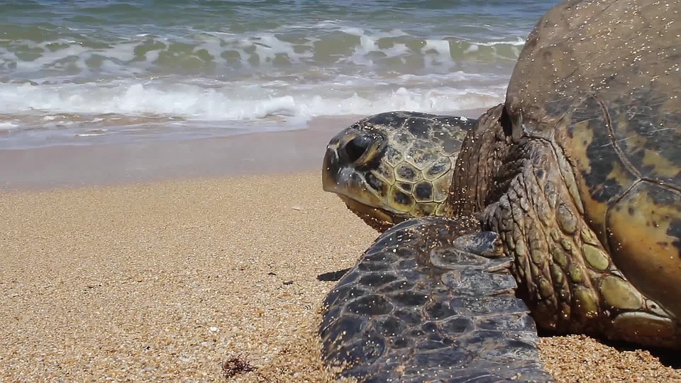 Estate “plastic free” - tartaruga che va verso il mare