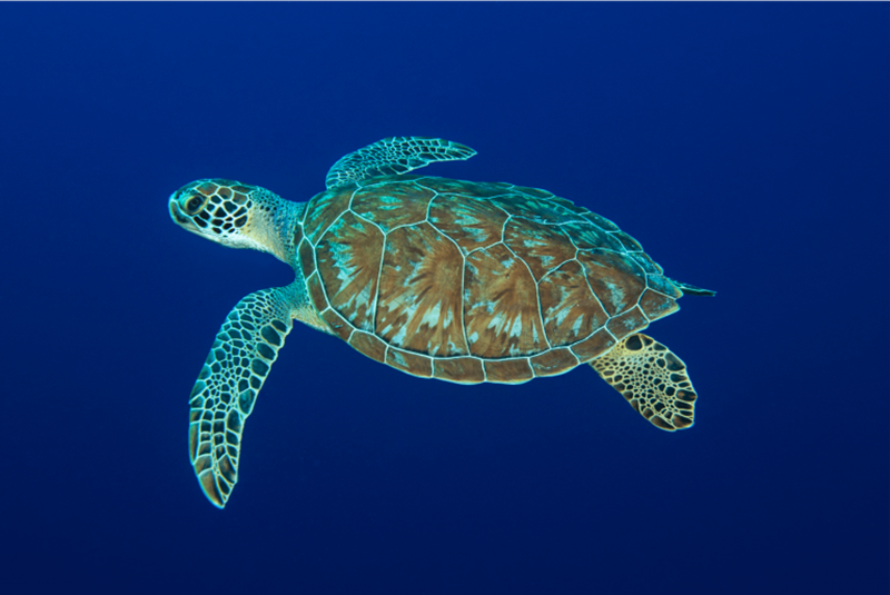 Sfondo Blu del mare - tartaruga di mare 