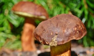 Cucinare i funghi - Porcini nel bosco