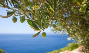 Le olive nel Lazio - Uliveto Sul Mare a Gaeta