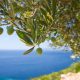 Le olive nel Lazio - Uliveto Sul Mare a Gaeta