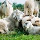 Gli allevamenti ovicaprini del Lazio - Pecore sul prato