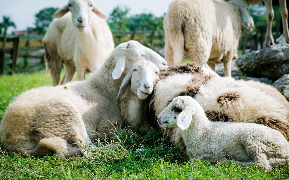 Gli allevamenti ovicaprini del Lazio - Pecore sul prato