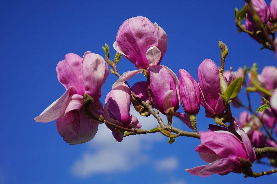 Progetto Ossigeno- Magnolia in fiore