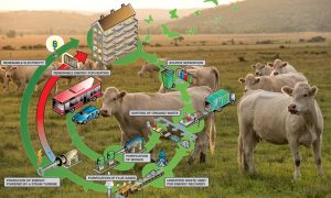 Biogas una fonte energetica pulita - Biogas e mucche