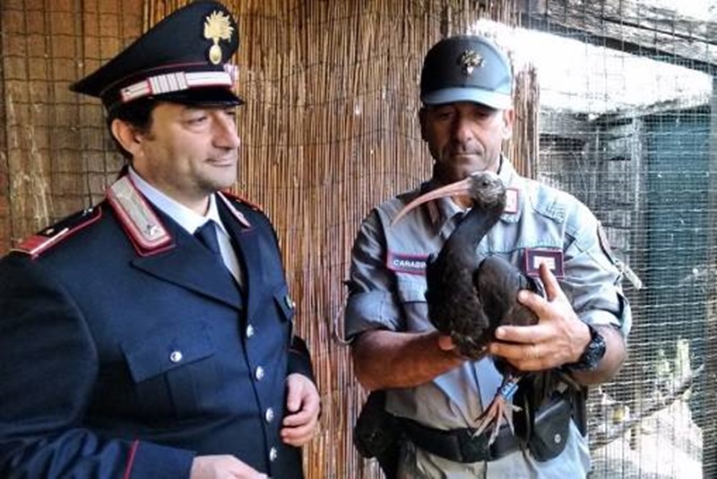Biodiversità a Fogliano - Carabinieri che liberano un volatile guarito