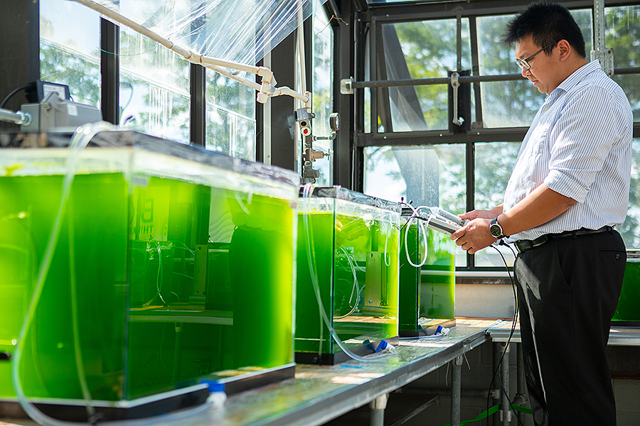 Le alghe mangiano l’inquinamento - Vasche in laboratorio