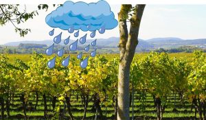 Dissesto idrogeologico nel Lazio - Vigneto e pioggia incessante
