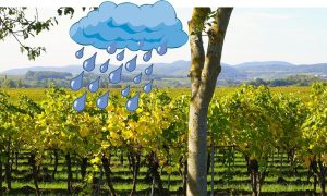 Dissesto idrogeologico nel Lazio - Vigneto e pioggia incessante