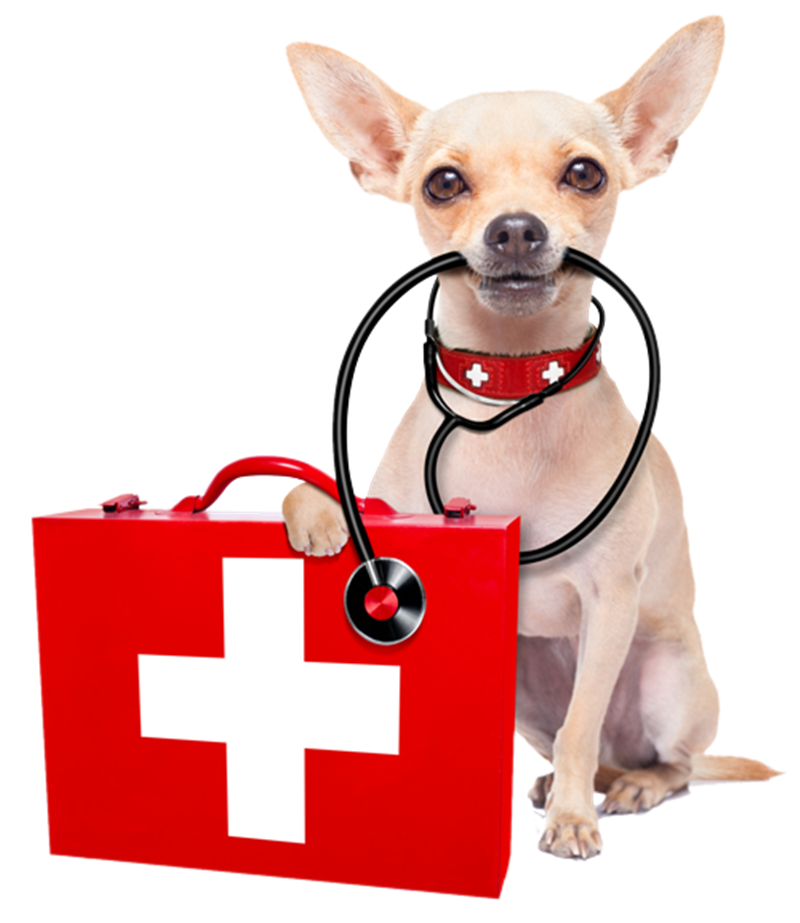 Ospedale veterinario pubblico - Cane con cassetta di pronto soccorso