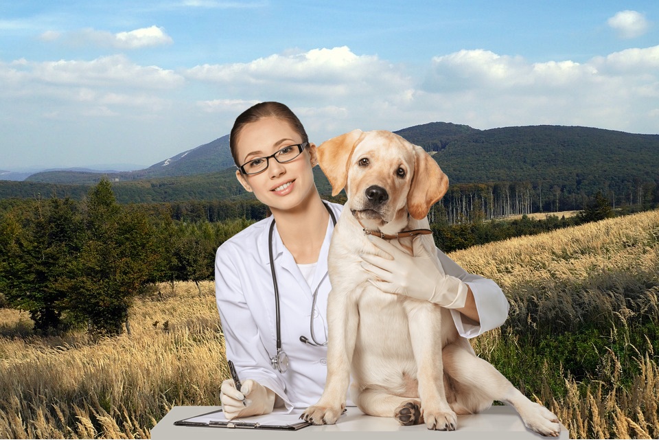 Ospedale veterinario pubblico - Veterinaria con un labrador