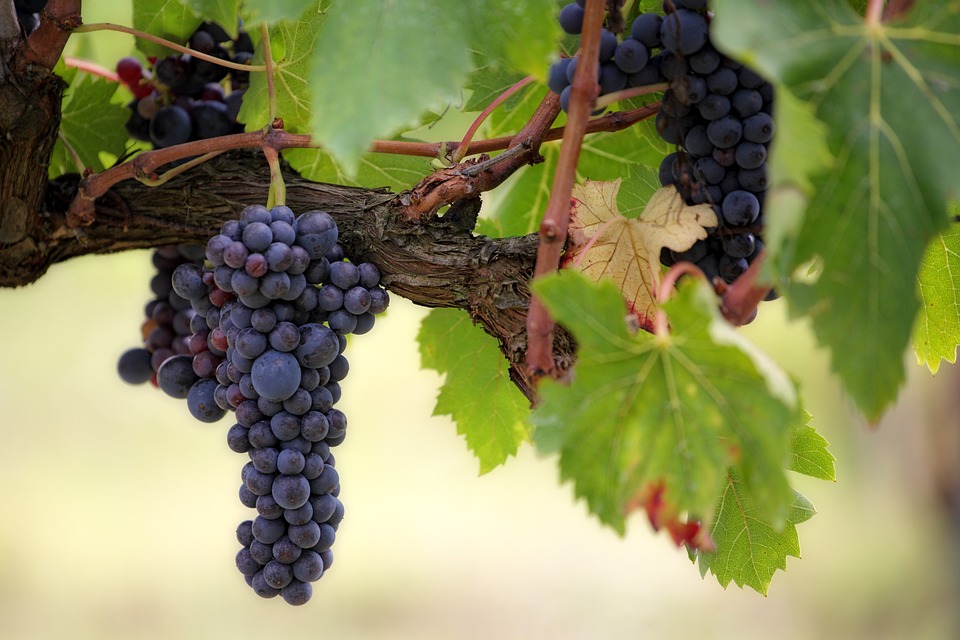 Augusto amava il vino di Sezze - Uva Nera da cogliere
