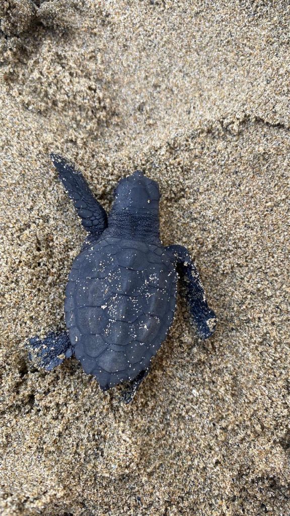 cinque piccole tartarughe - Tartaruga Foceverde a Latina