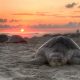 Le tartarughe come ritrovano la spiaggia - Tartarughe In Foto