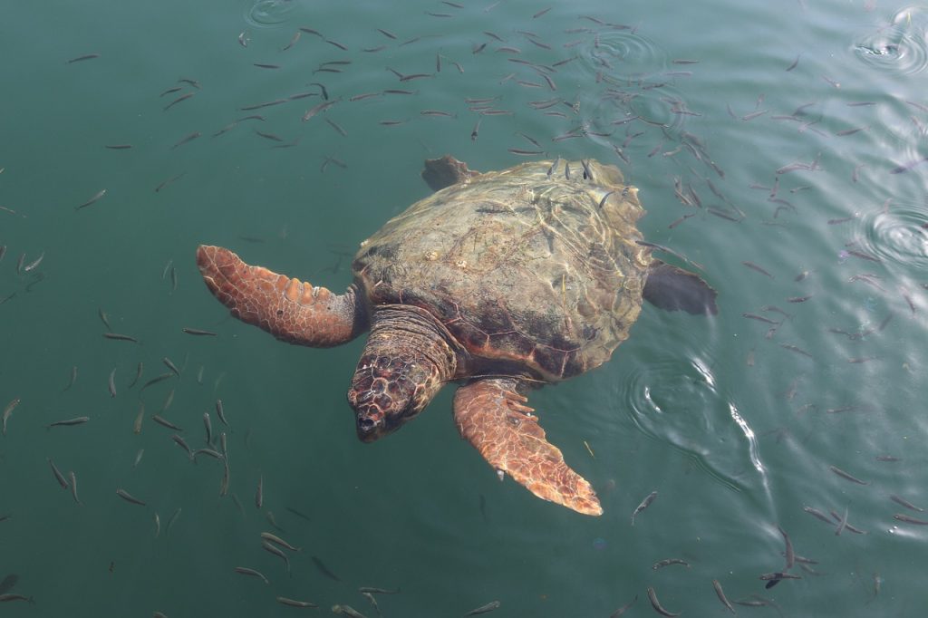 59 tartarughe sul litorale di Latina - Caretta  adulta