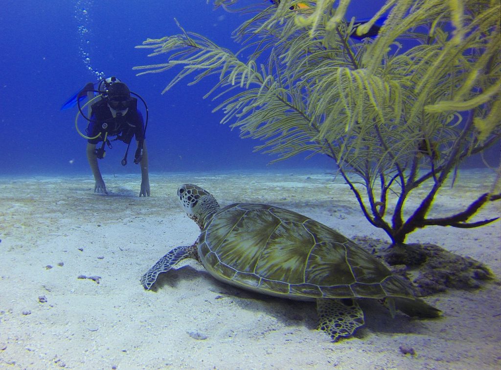 59 tartarughe sul litorale di Latina - Sub E Tartaruga sul fondale