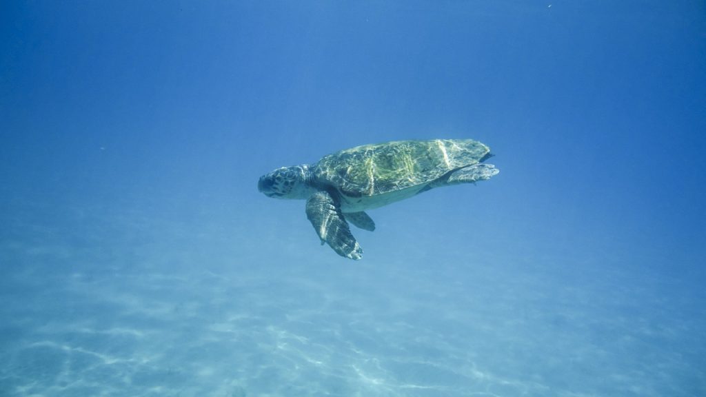 59 tartarughe sul litorale di Latina - Tartarughina che nuota