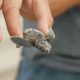 59 tartarughe sul litorale di Latina - Tartarughina Appena Nata piccolina