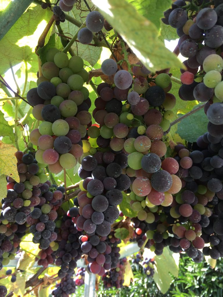 Uva fragola che passione - Filari d'uva