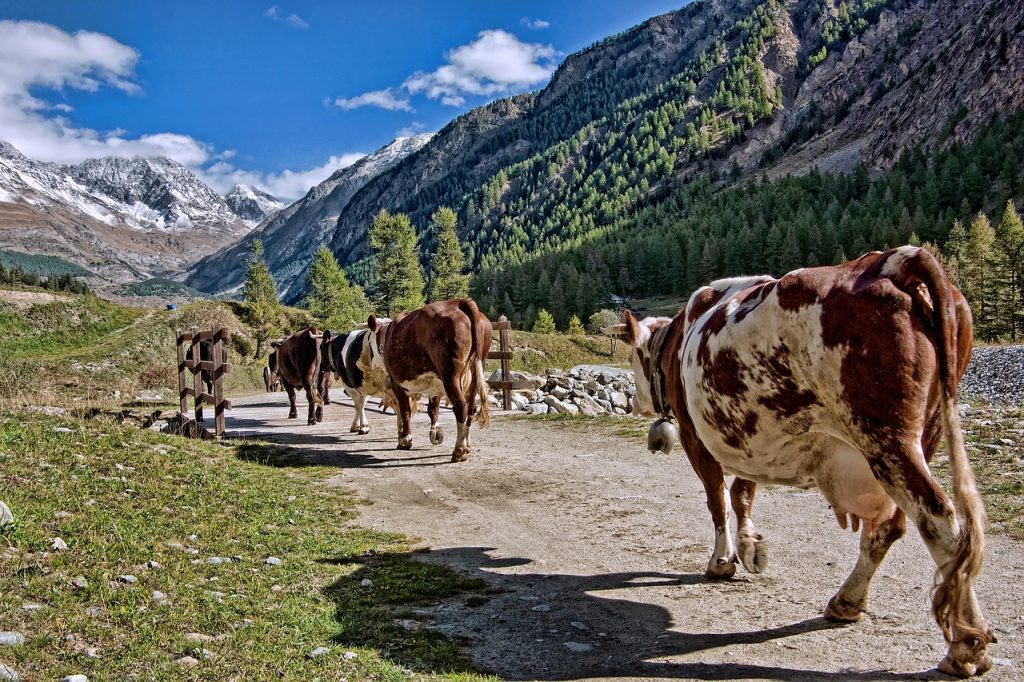 Museo della transumanza - Vacche Pezzate che camminano