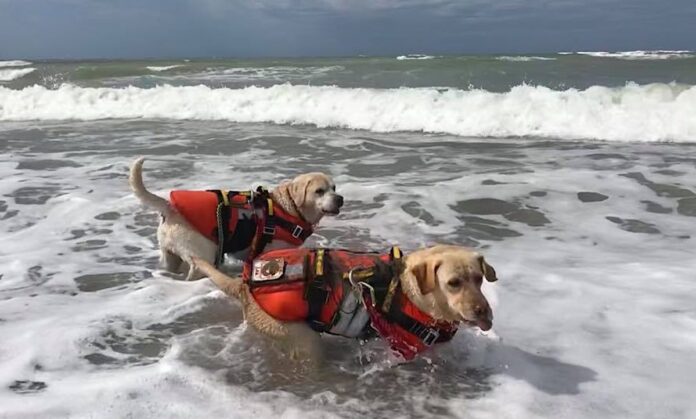 Bandiera blu mare in sicurezza - Cane Bagnino