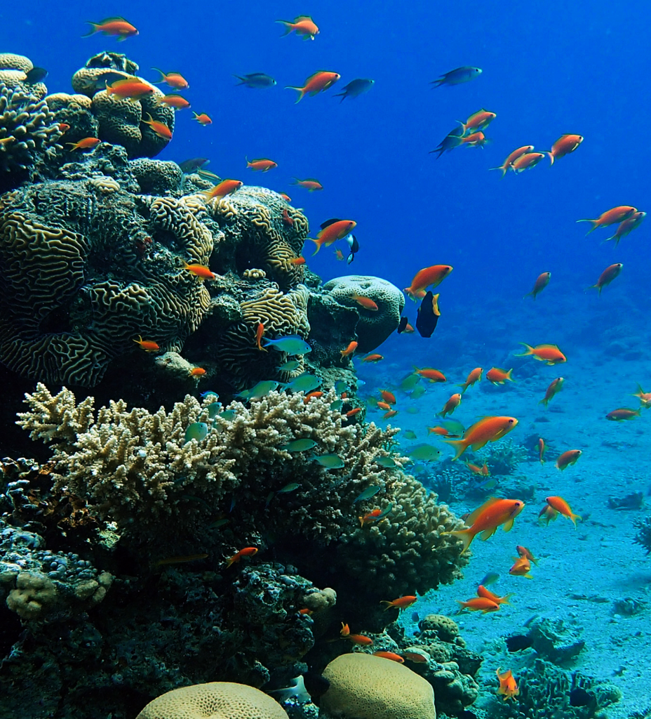 Piscine naturali a San Felice Circeo - Fondale in foto