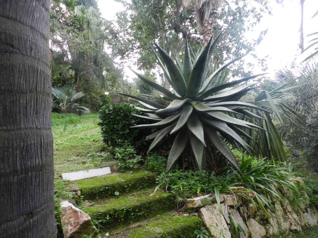 Giardino botanico di Gaeta - Palma in foto
