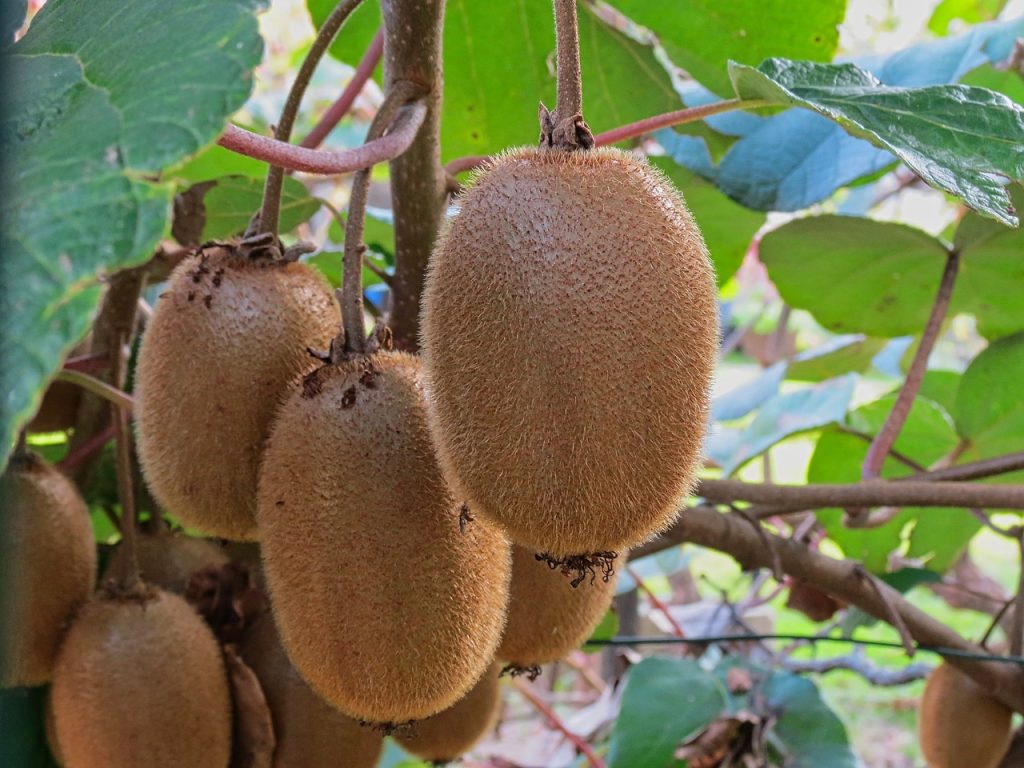 Bucce di kiwi per plastica - Albero